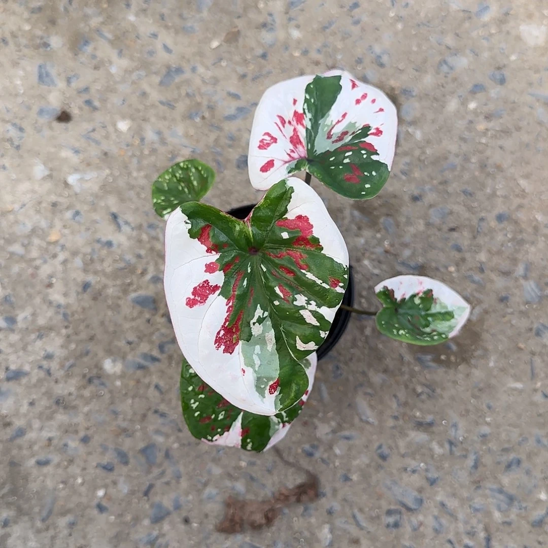 L*J7-0605泰国发货紫罗兰