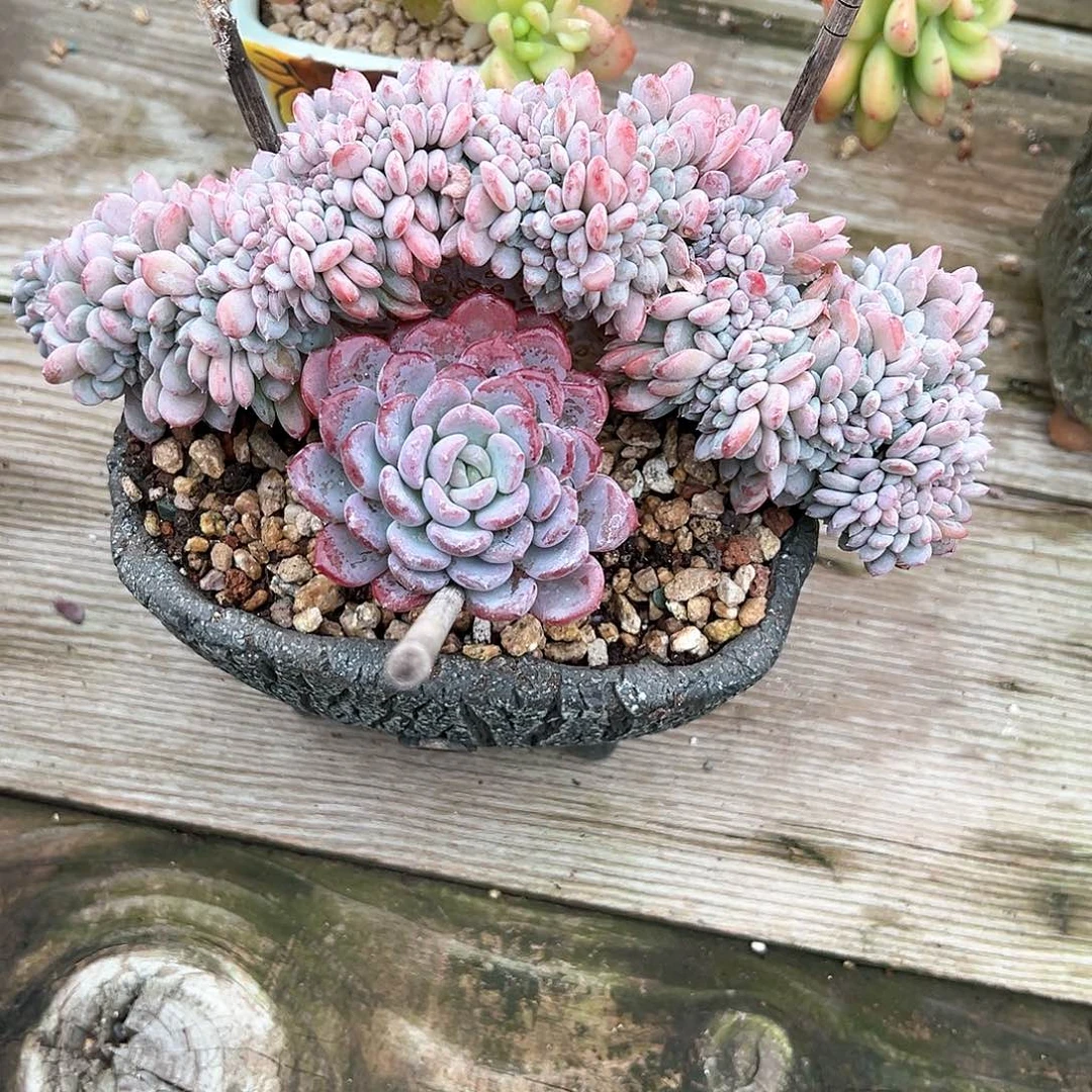 M****.马老缀多肉植物脱土