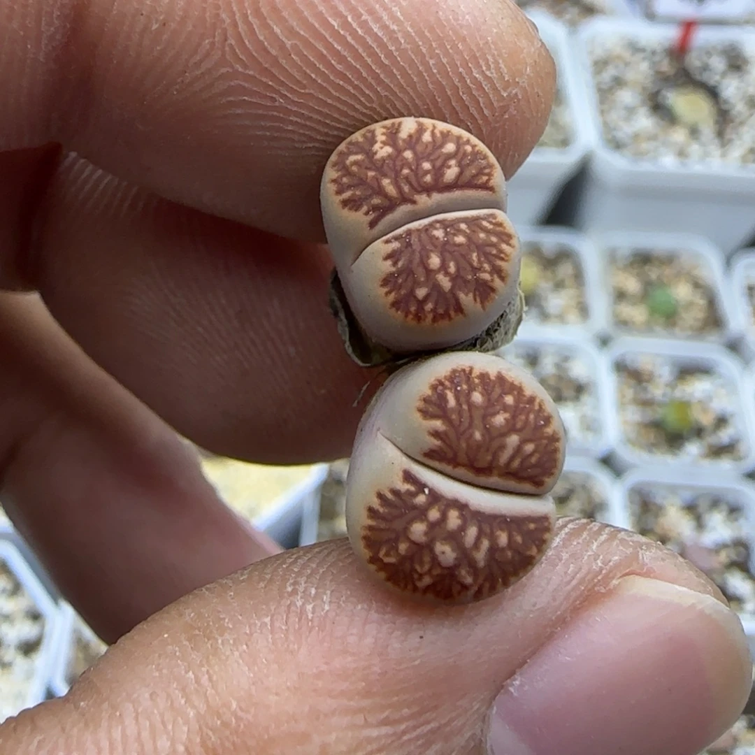 247 生石花大棚直播