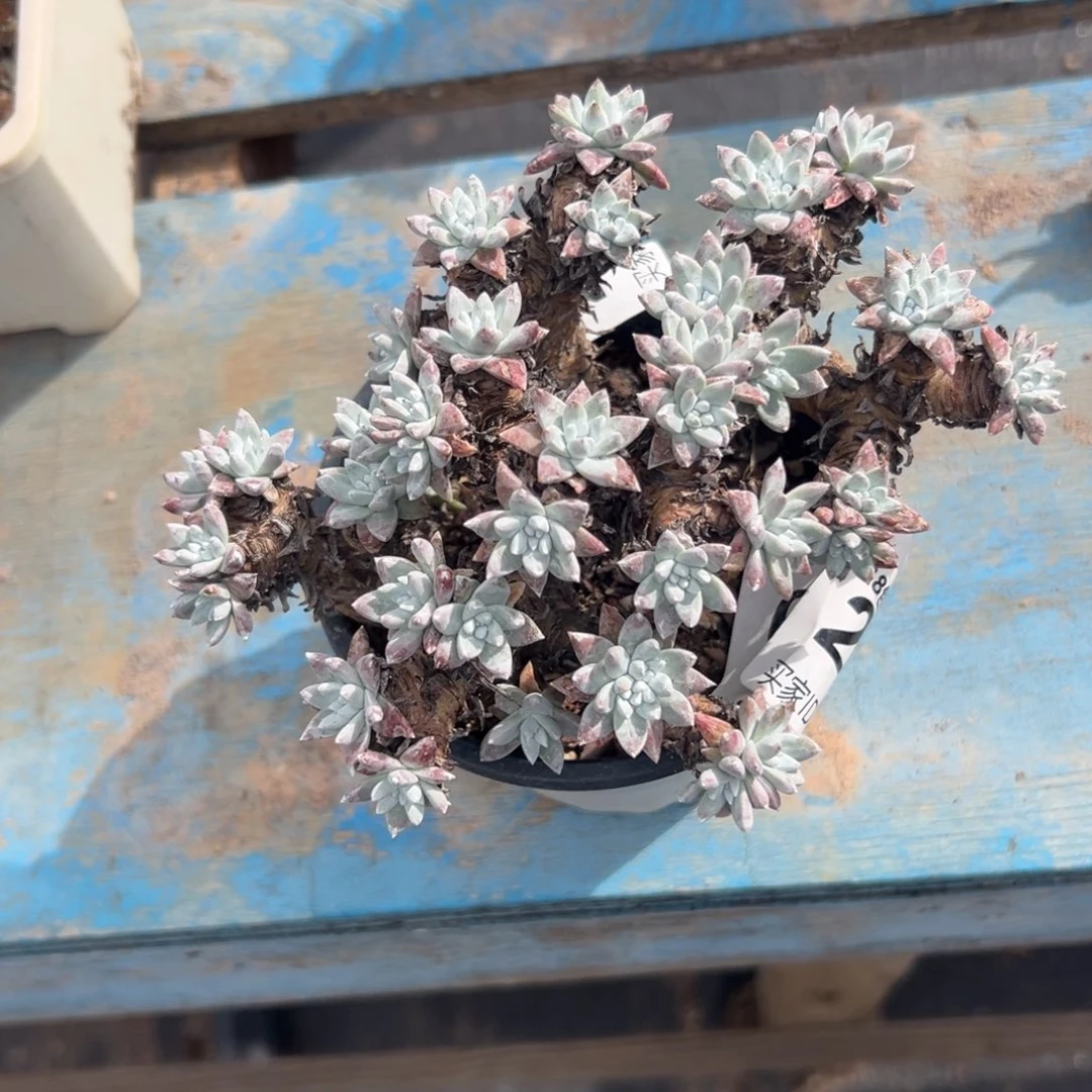 格诺玛白菊～一物一拍3064