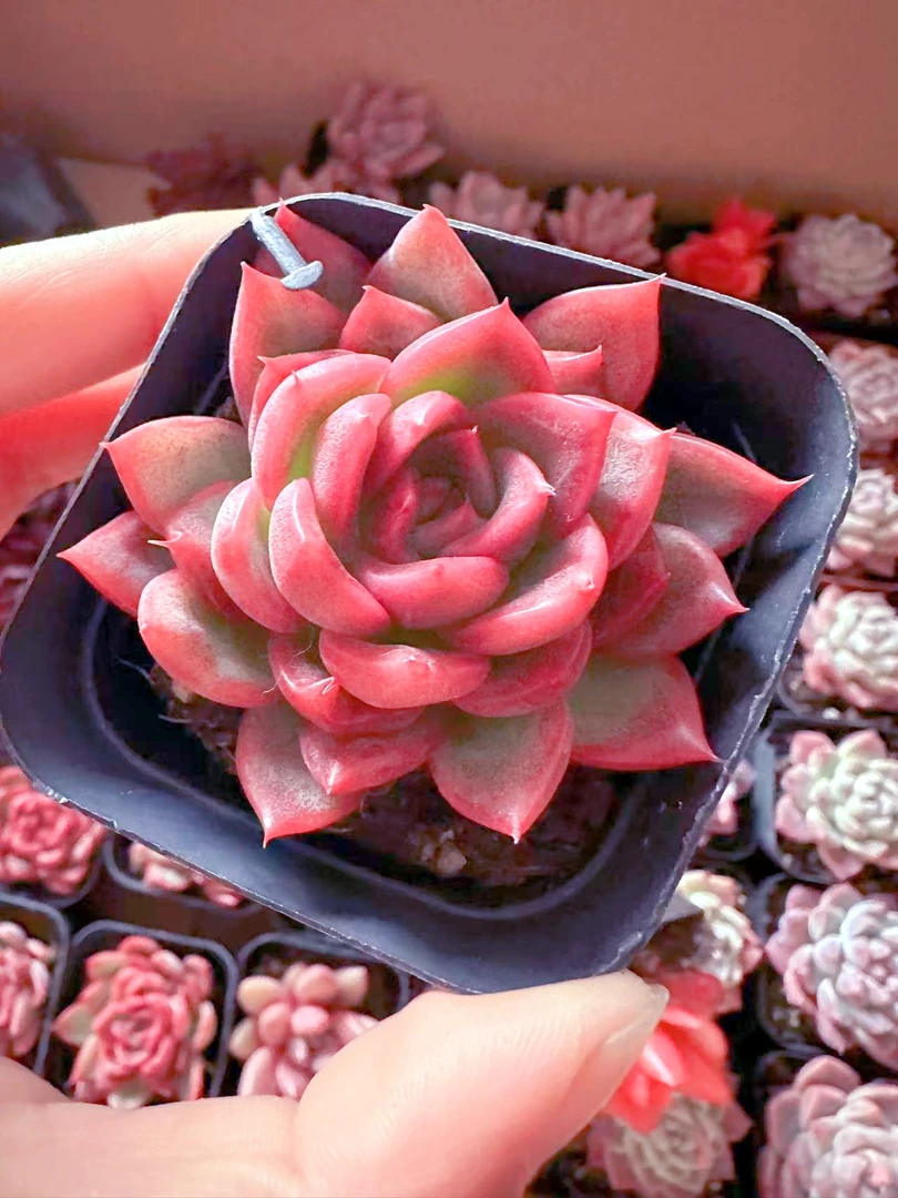 弗洛瑞安娜多肉植物（满9.9元包邮发货）