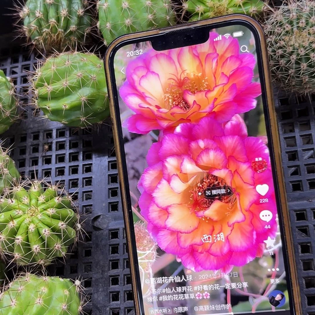 苏气尔毛侧牙20包邮3公分