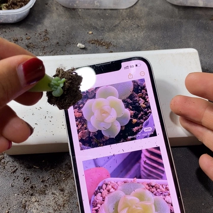 舟t12芽苗一个多肉