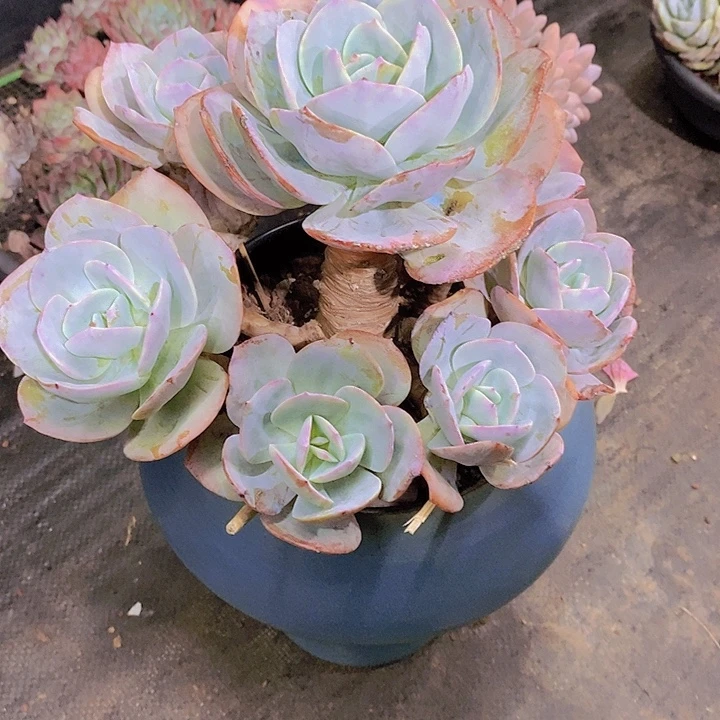 牡***丹凤多肉植物大老桩群