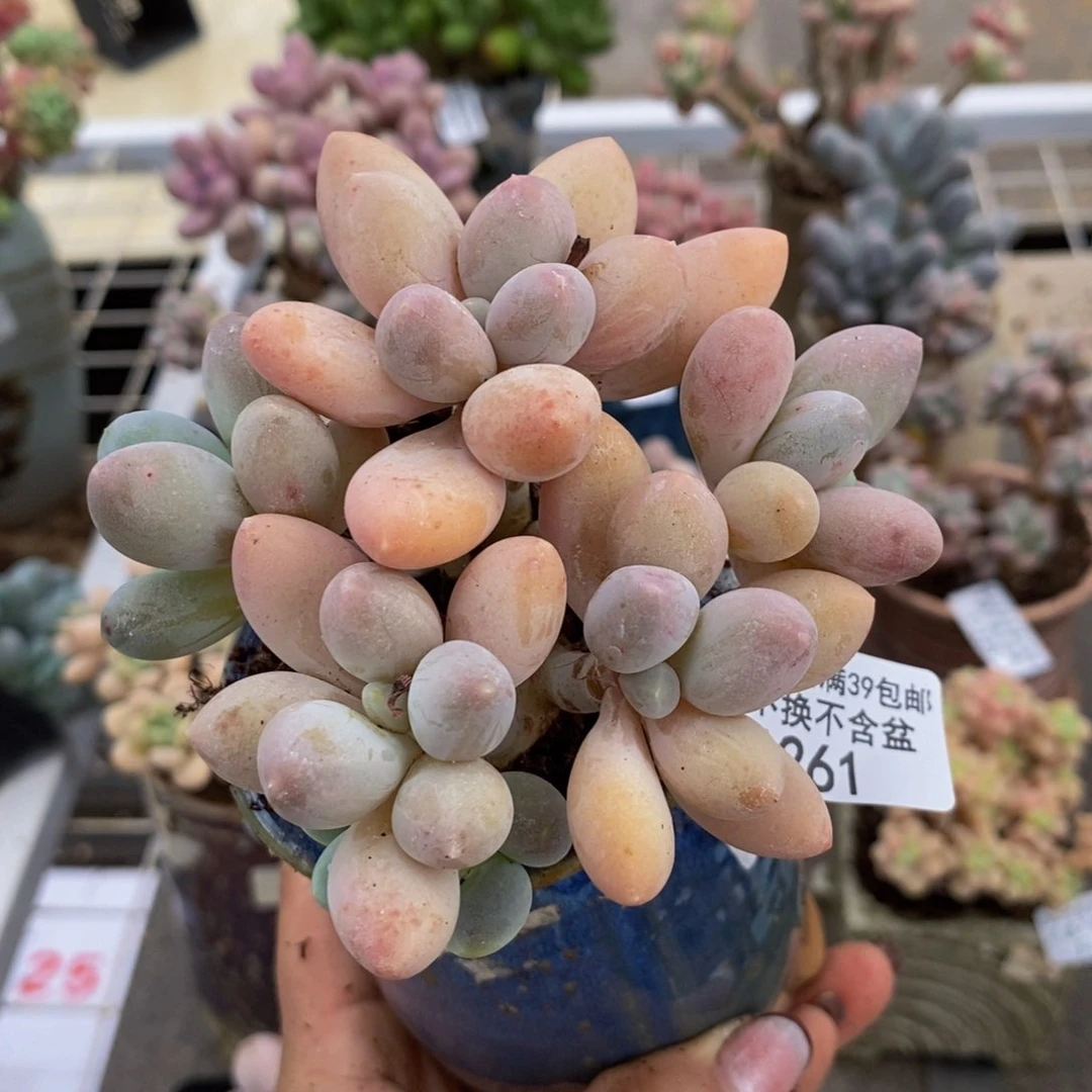 香水手指261/10c m
