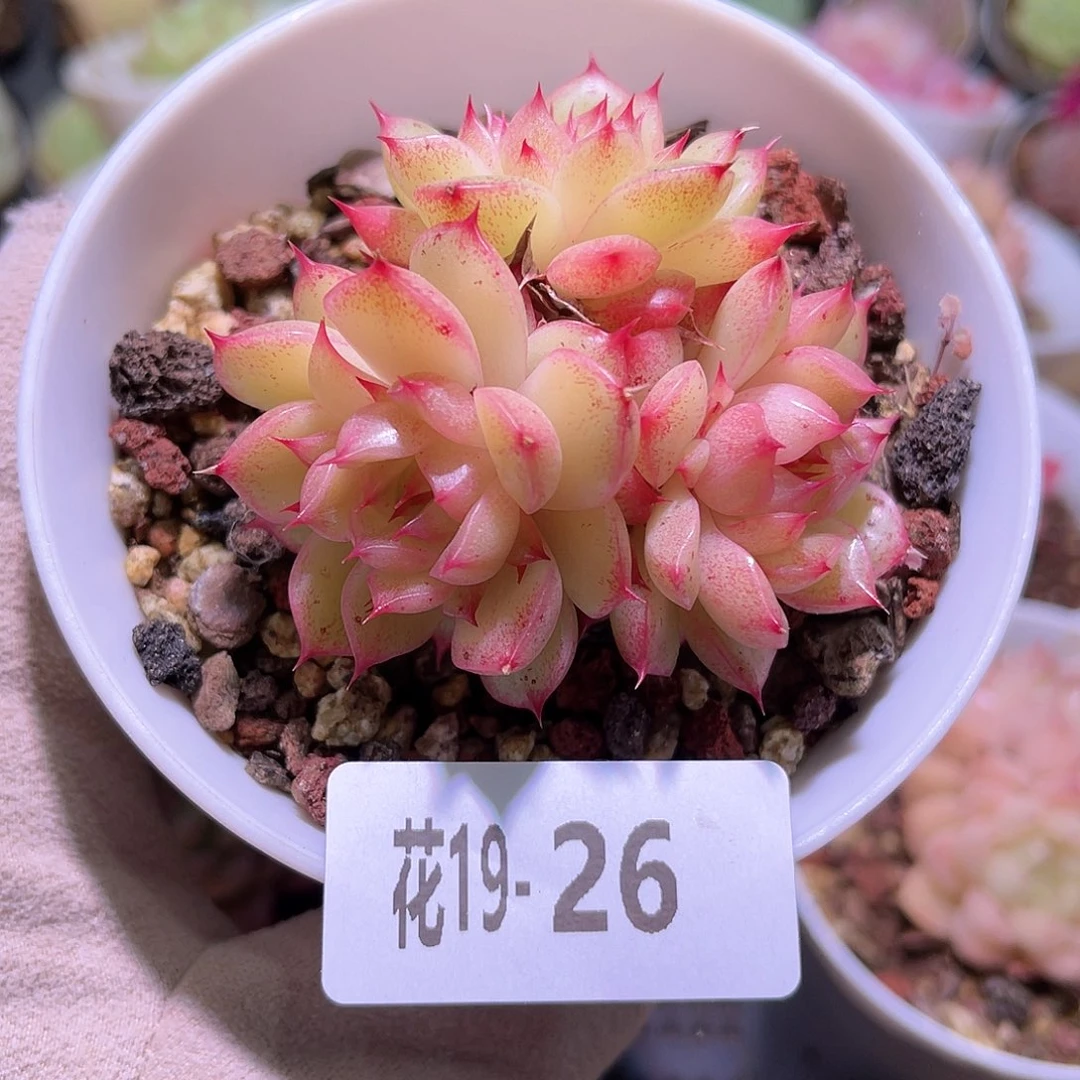 花利美19-26海王群