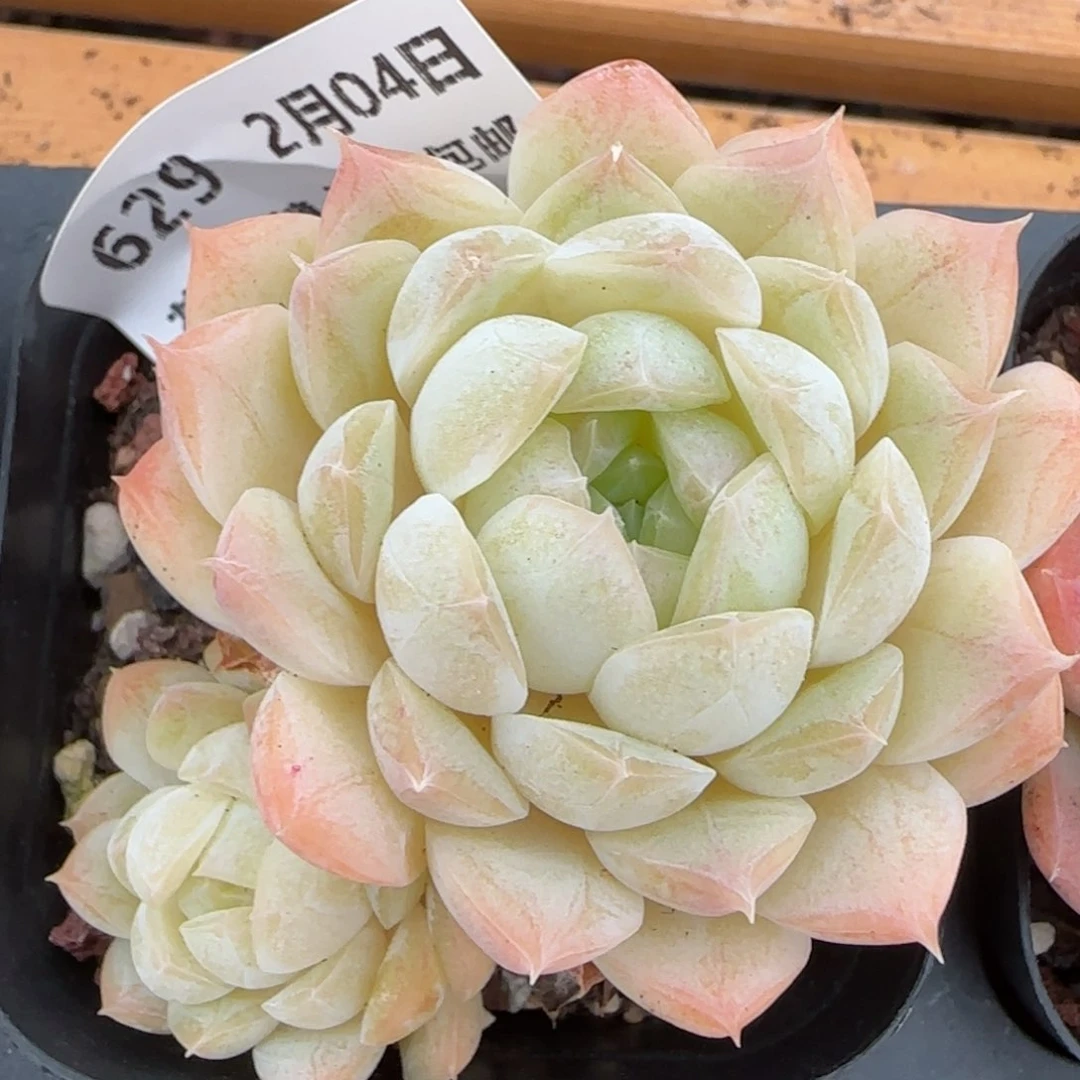 花语逸镜0204-629