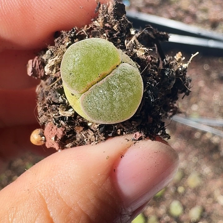 多肉植物磁铁风铃222