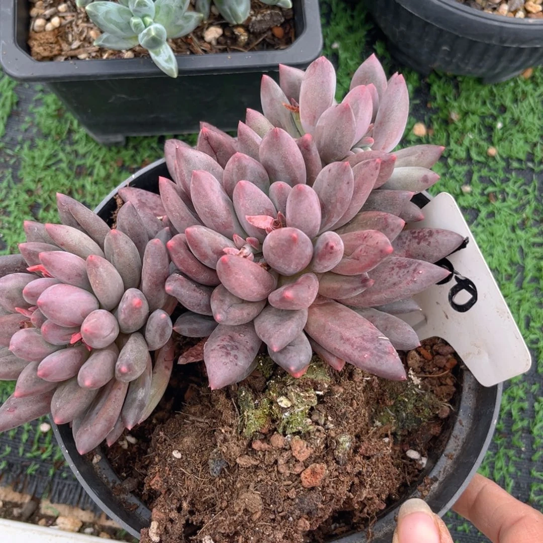 墨*恩60fghjjjjjjjjjjjjj