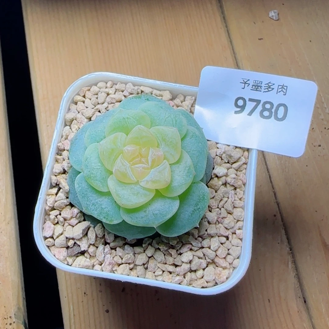 蜜蜡，9780多肉植物