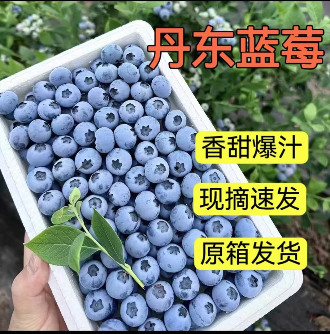 正宗丹东新鲜采摘蓝莓大果18-20mm。每盒125g. 一箱四盒顺丰包邮