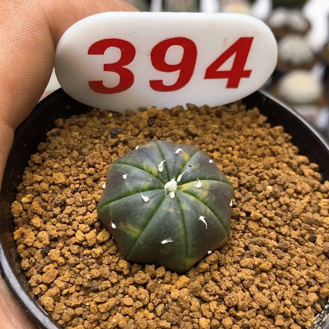 394福利特价来了哦亲