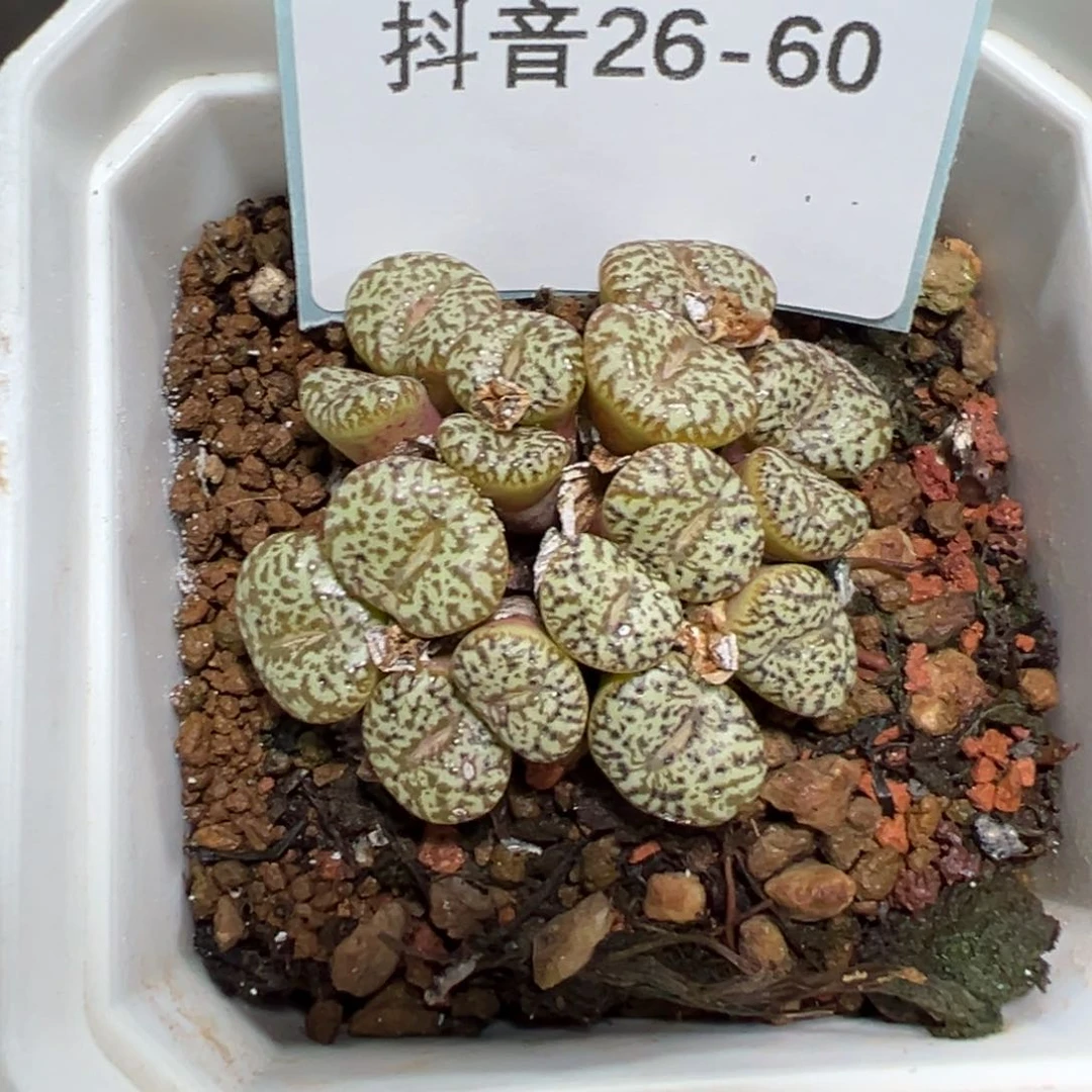 26-60肉锥多肉植物