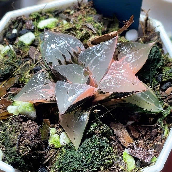 581酒吞锦特选福利