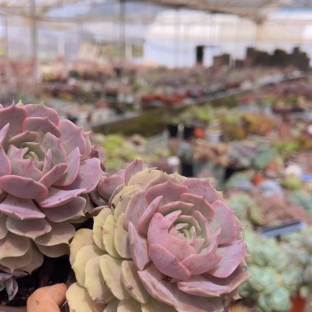 3盆粉蝶 多肉植物 三数加