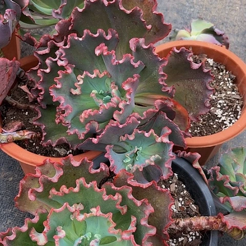 海*贝壳花果23027