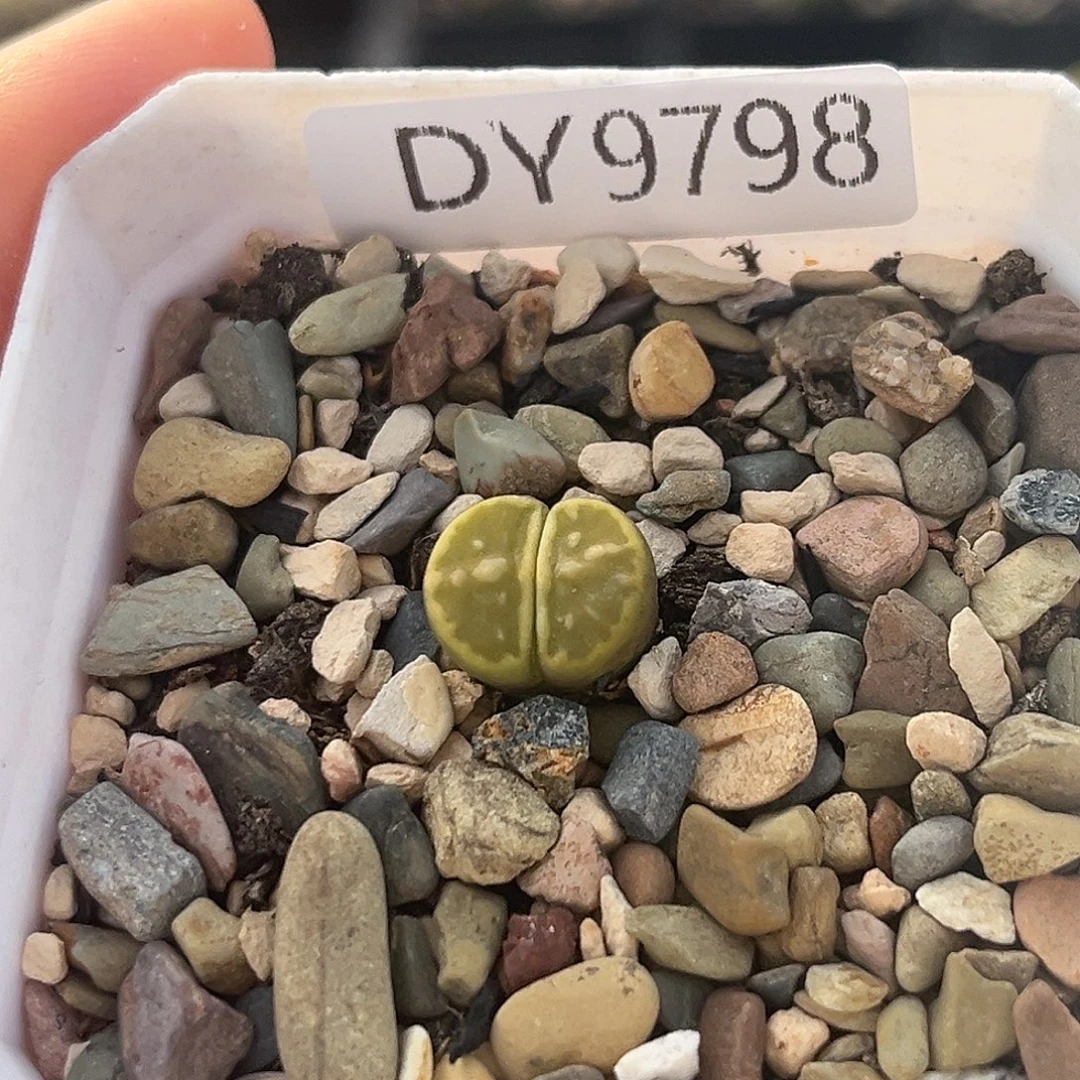 一物一拍绿菊9798粗纹