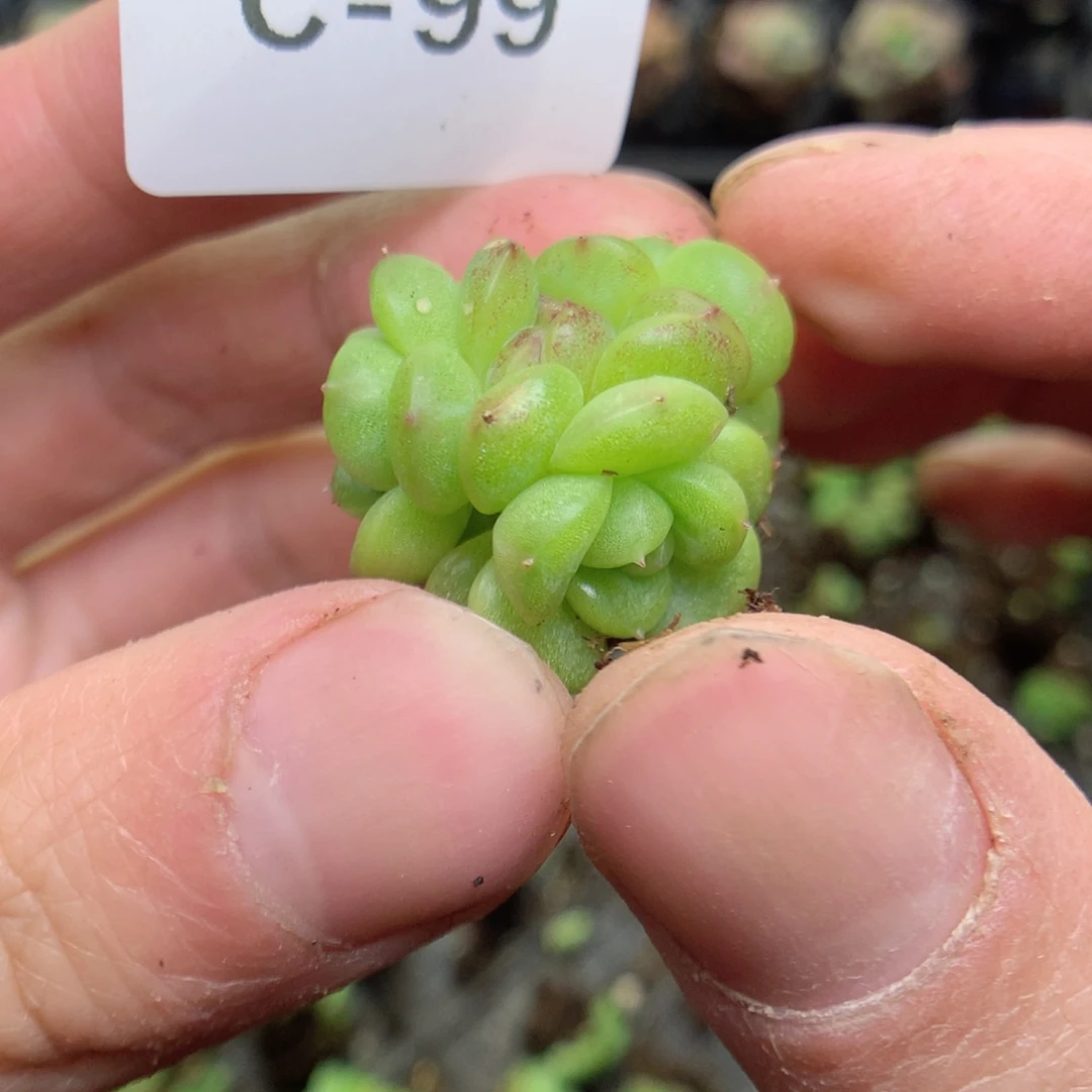 C99y y y y y y y y y y