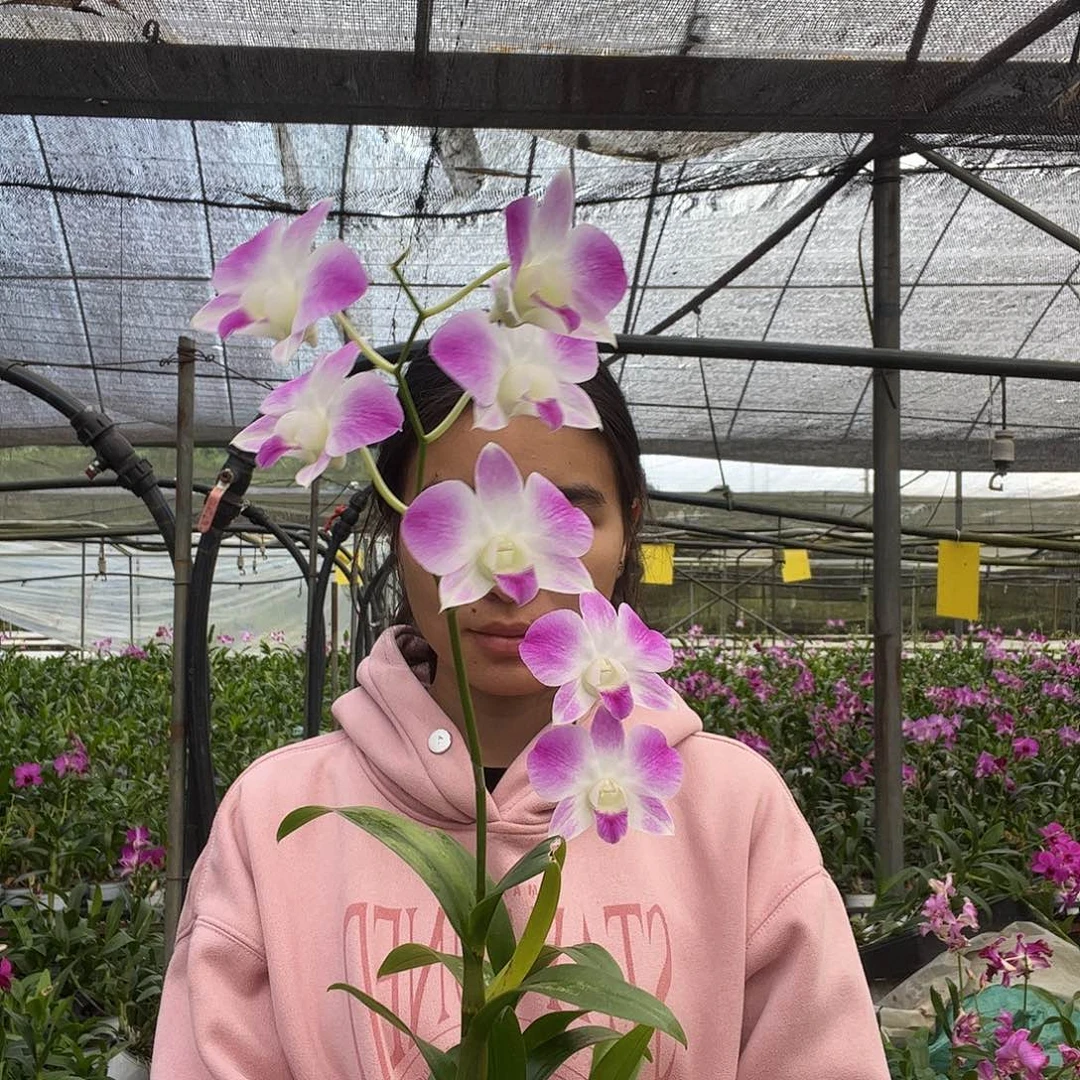 当前无花朵，栽培后可花朵8213胭脂