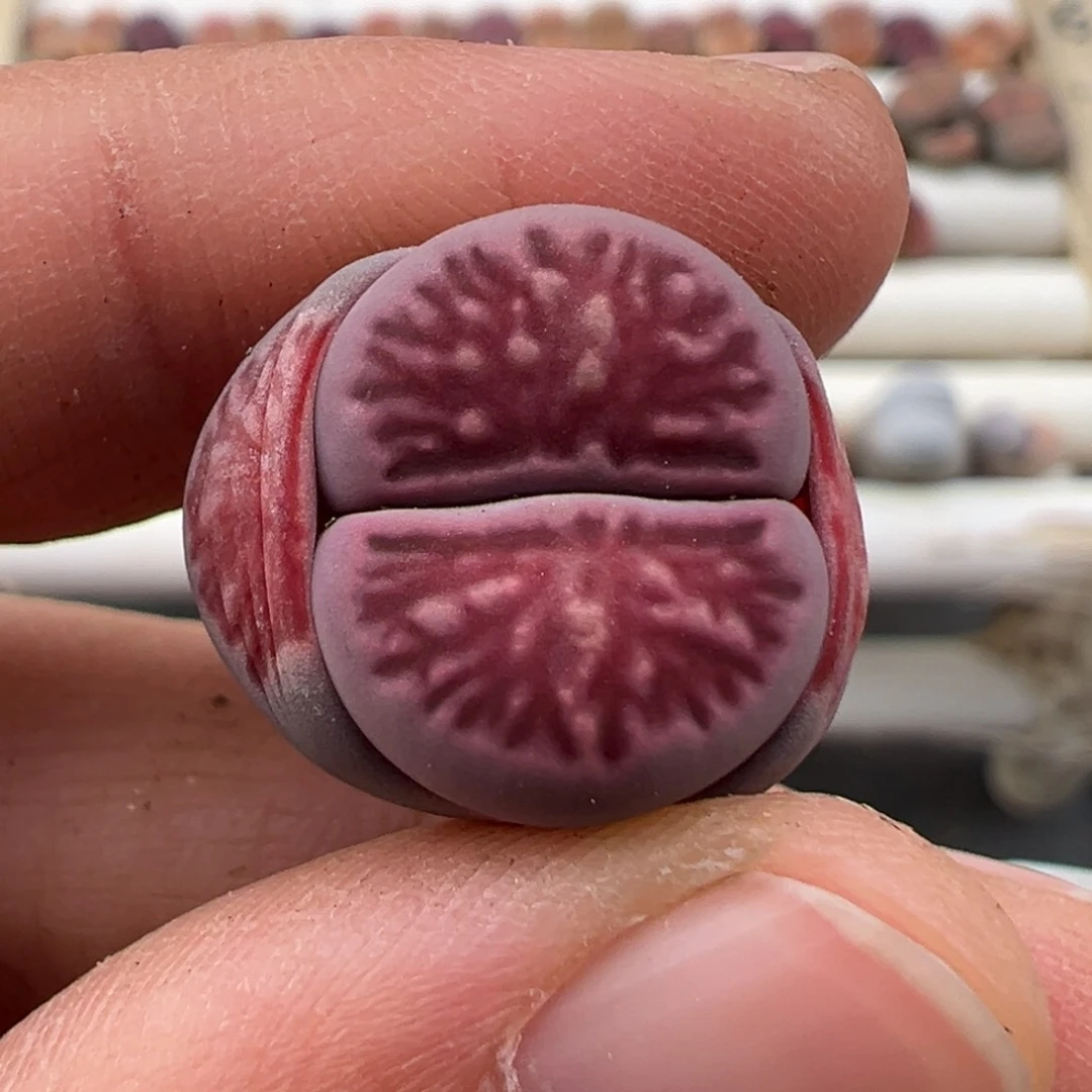 一*″3.6好看的多肉脱土发货160