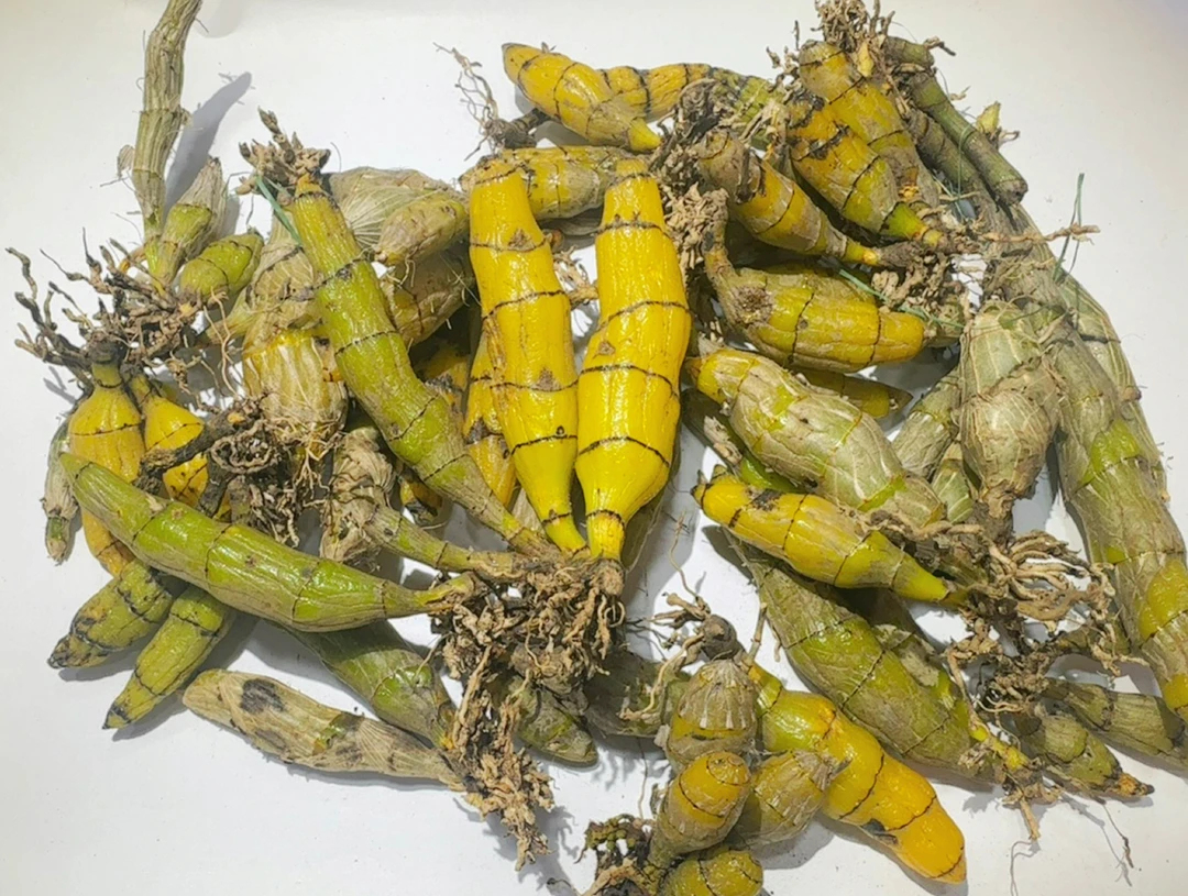 现场收山货 -虎-芽-石-斛  100克-500克