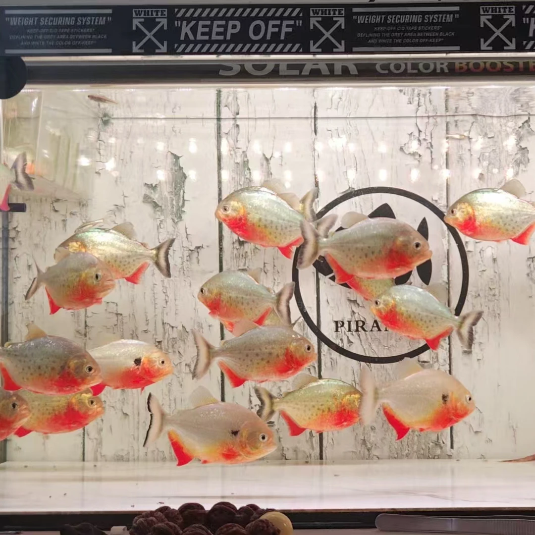 活体红腹亚马逊观赏鱼，群游。