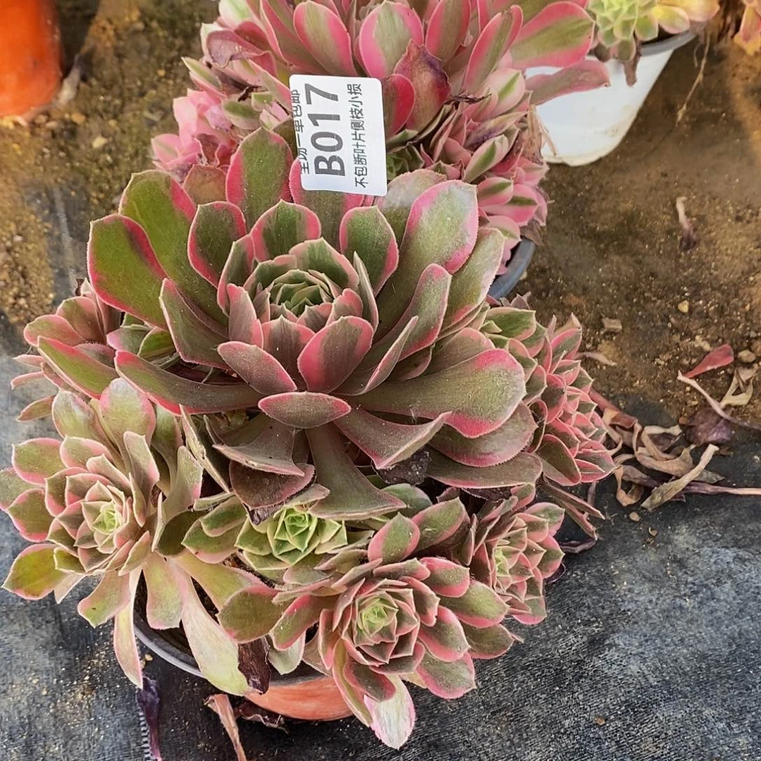 017018女妖多肉女巫多肉