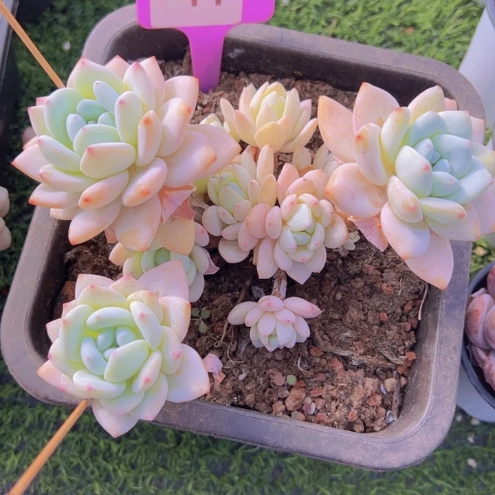 健健康康平平安安