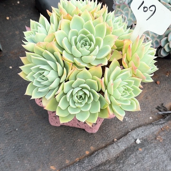 多肉植物，三色景109号