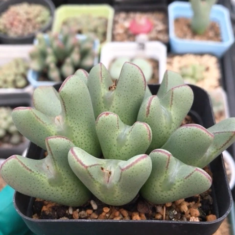 多肉肉锥 10头大眼睛少将