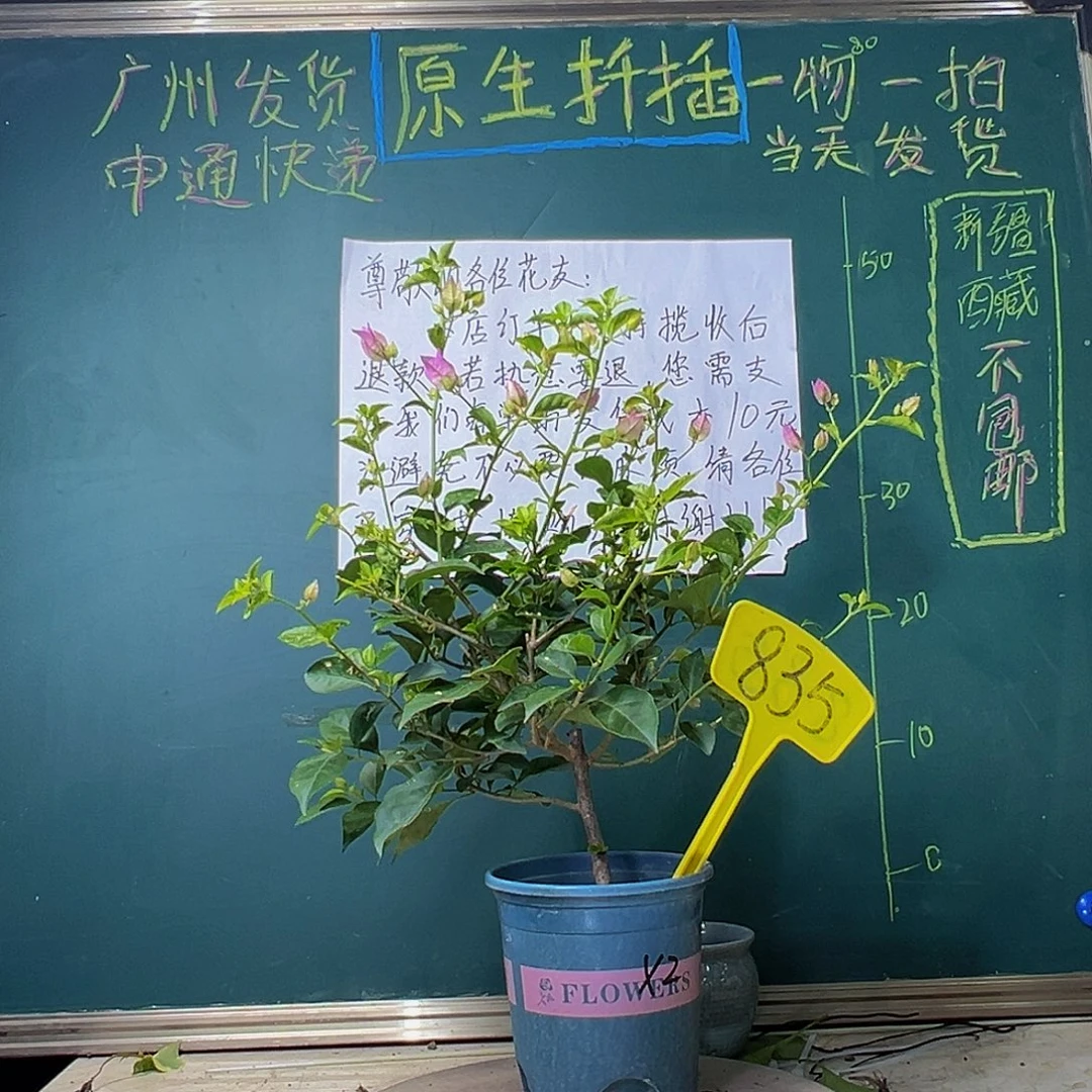 当前无花栽培后可以开花下播 雪紫835