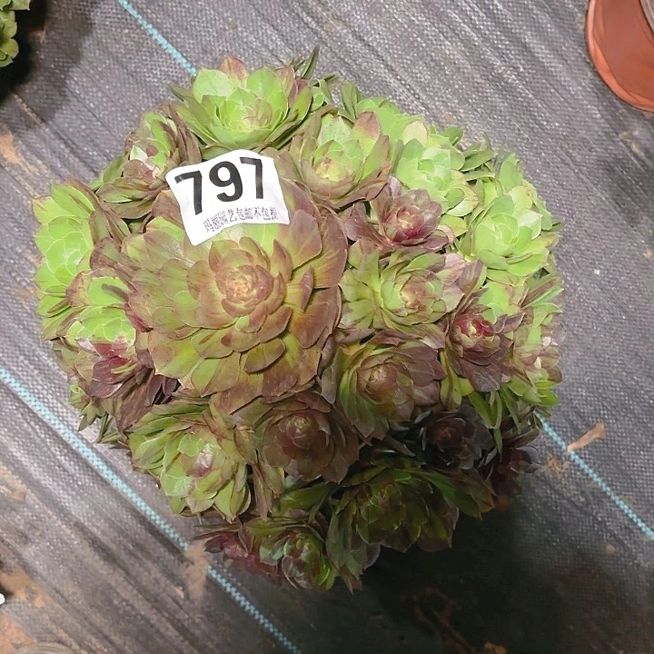 【闪购商品】797花月夜2-10