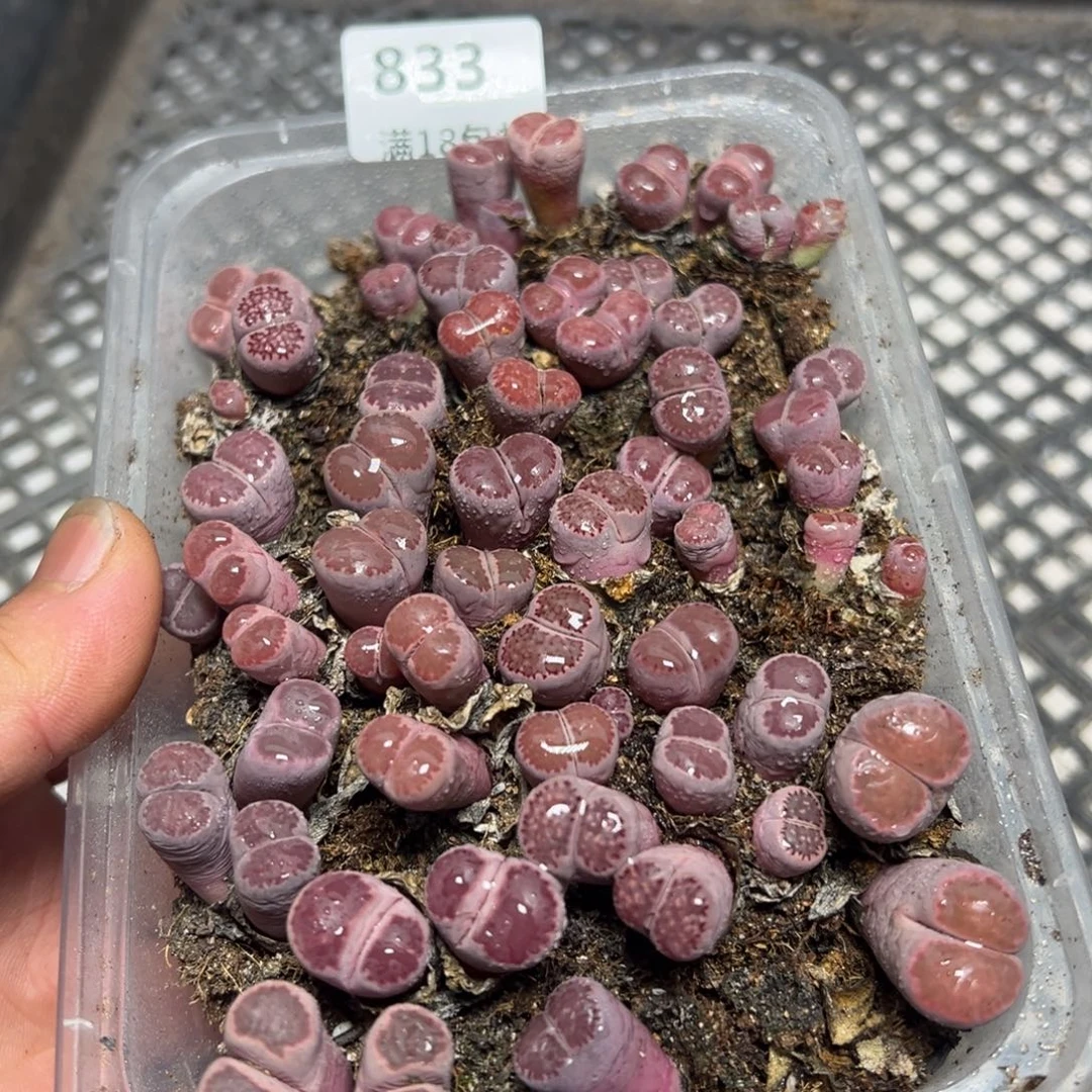 【闪购商品】 833。