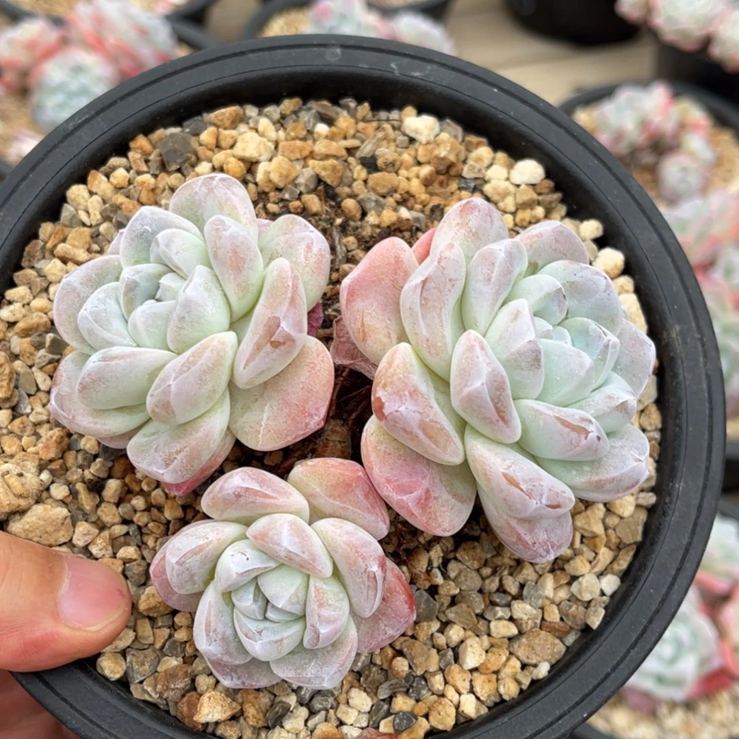 老桩冰玉满68包邮