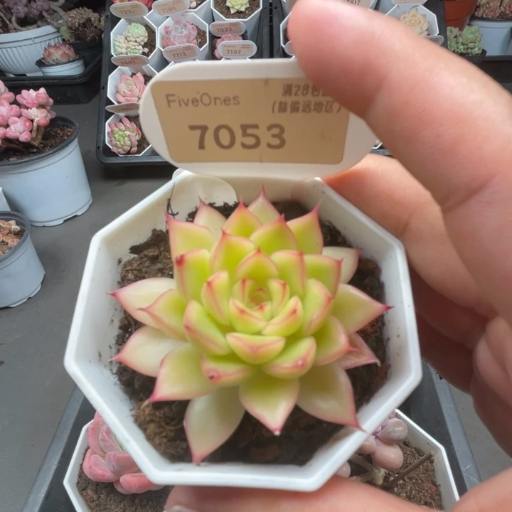 7053闪光 4.5厘米