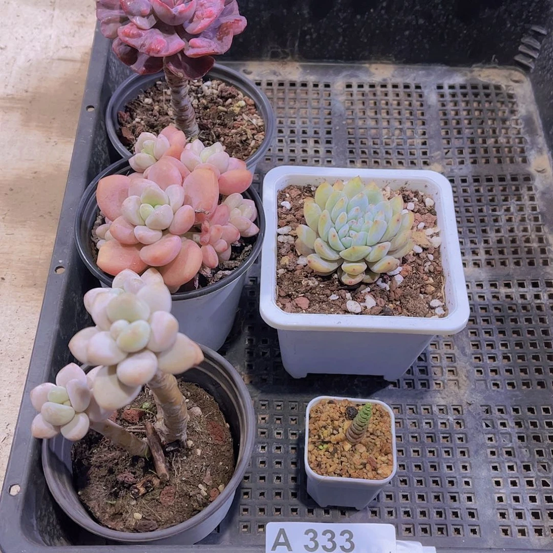 多肉333多肉植物