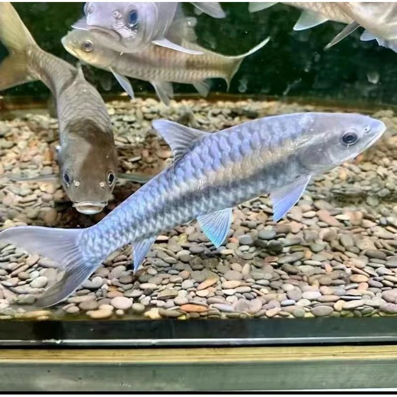 蓝吉罗异口新光唇原生鱼溪流鱼保山蓝吉罗观赏鱼