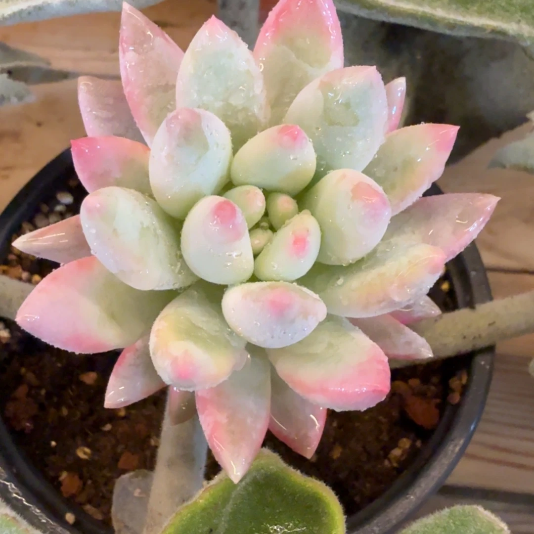 芝士桃桃 安吉园艺锦