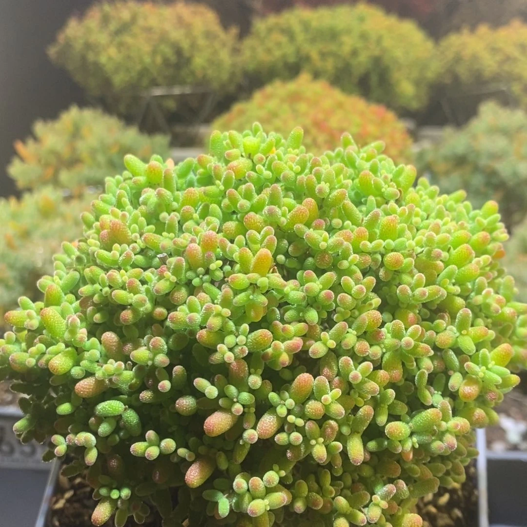 金桔枝干番杏12厘米冠幅蘑菇头老桩75