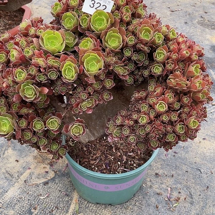 木*322号玫瑰法师缀花