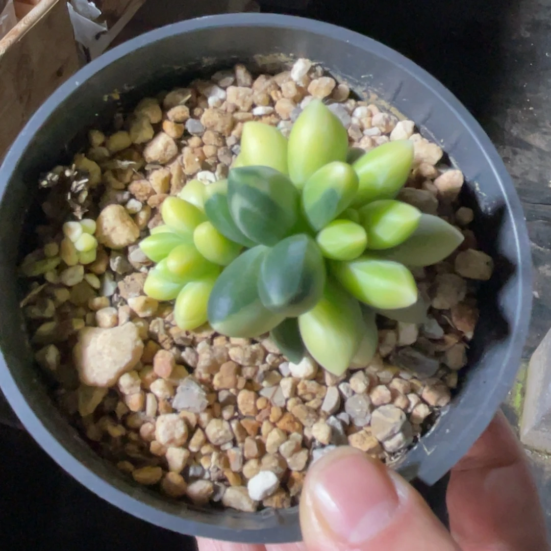 千代锦 一物一拍不支持退换