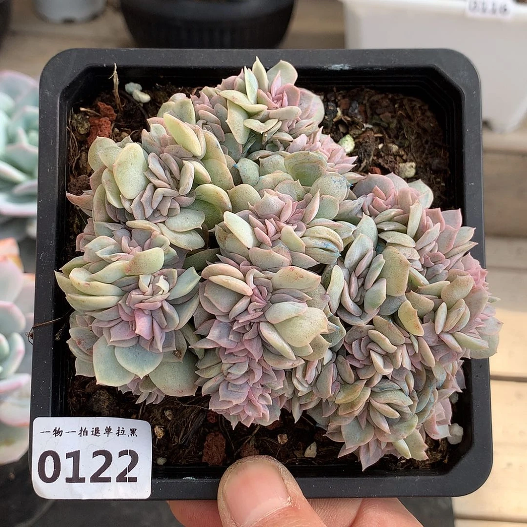 122蓝色惊喜缀一颗11厘米