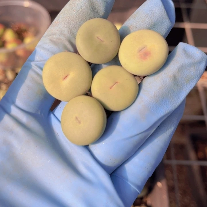 五颗小红嘴888888888888