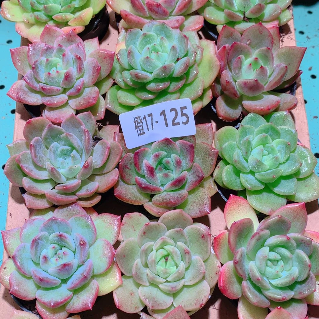 17-125一物一拍多肉带盆18颗