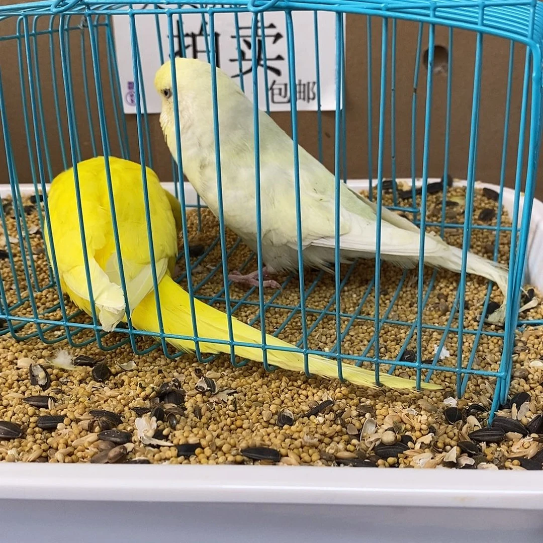 虎皮鹦鹉大头虎皮