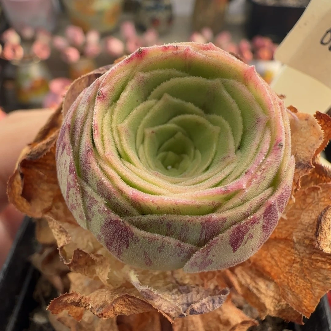 L261半城玫瑰枚法