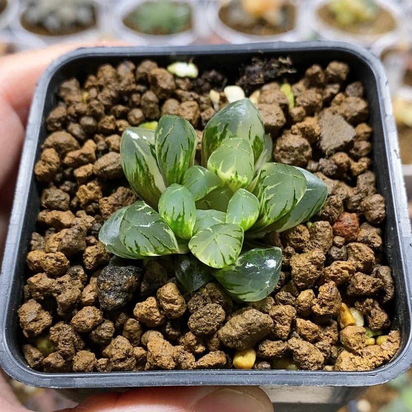 【闪购商品】158北极之光