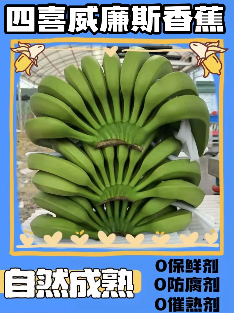 四喜香蕉香甜软糯不泡不打催熟新鲜采摘水果绿皮发货高山