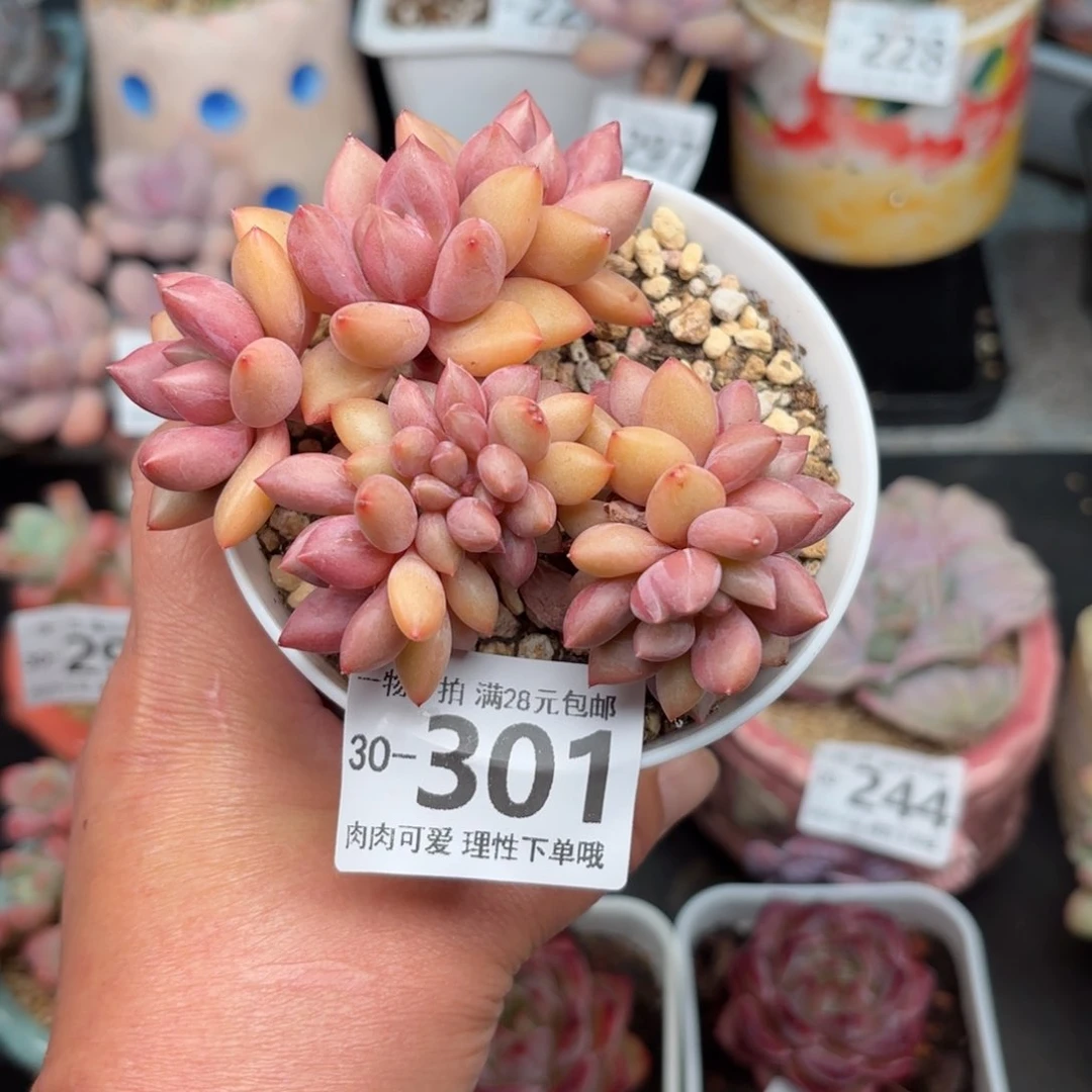 桃花源缀化多肉多肉