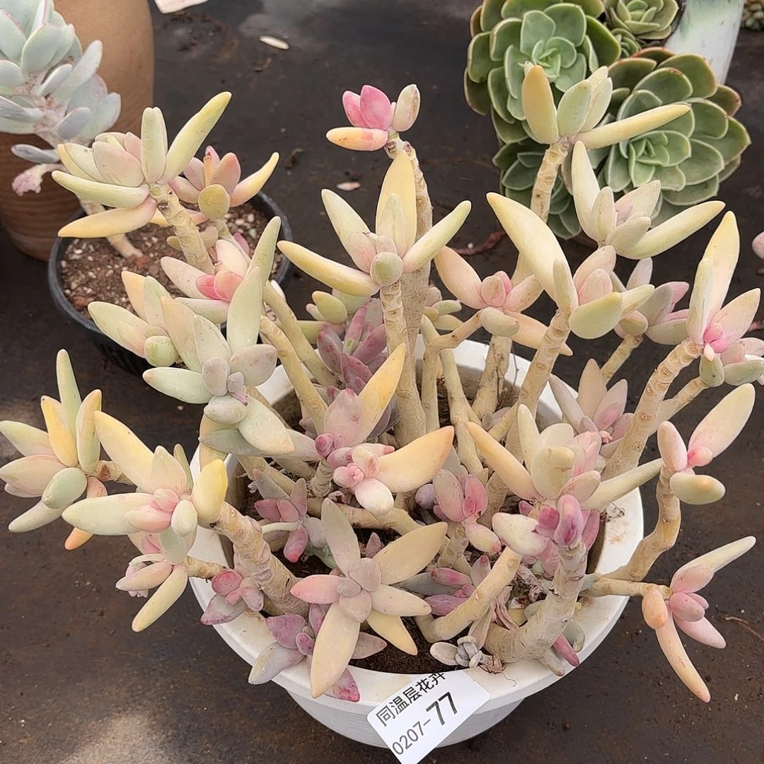 同温层多肉香蕉美人77